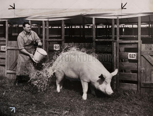 A pig being washed  29 August 1948.