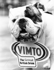 Dougie the Vimto bulldog  July 1986.