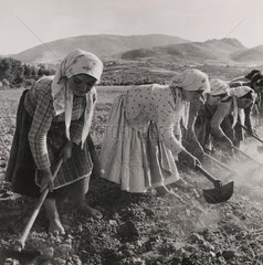 Women working in the cotton fields near Aliartos  Greece  18 june 1946.
