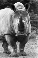 Rhinoceros  1987.