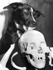 Skeleton-eating dog  1986.