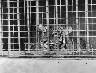 ‘Dunlop’ the tiger  Safari Park  September 1986.