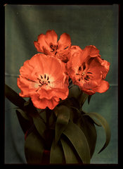 Tulips  c 1940.