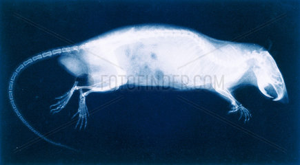 X-ray of a rat  1896.