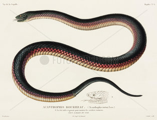 Venomous snake  New South Wales  1822-1825.