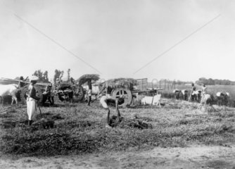 Cutting and loading indigo  Allahabad  India  1877.
