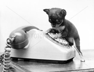 Chihuahua and telephone  March 1973.