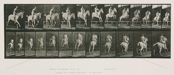 Time-lapse photographs of a rider taking a horse over a jump  1872-1885.