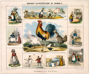 'Domestic Fowls'  c 1845.