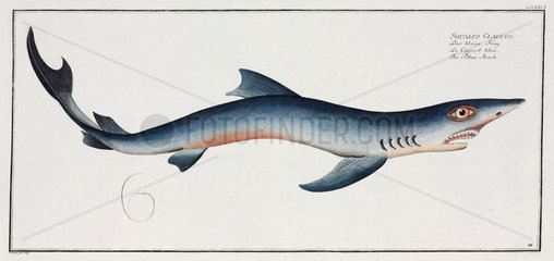 ‘The Blue Shark’  1785-1788.