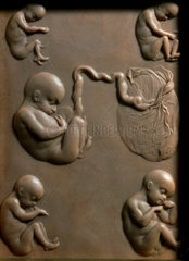 The development of the human embryo  early 19th century.