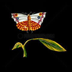 Butterfly and leaf  hand-coloured magic lantern slide  19th century.