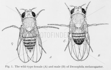 Wild-type female and male of Drosophilia