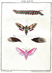 Caterpillar  chrysalis and moths  1776.