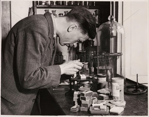 A pathologist checking specimens  28 May 1948.