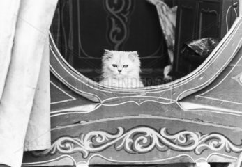 Cat in a gypsy caravan.