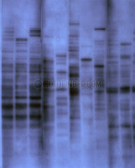 The first genetic fingerprint  1984.