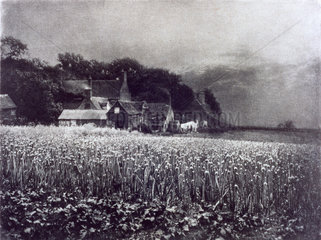 'The Onion Field'  1890.