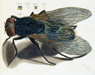 A fly  micrograph  1776.