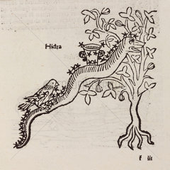 The constellation of Hydra  1488.