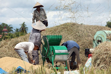 Pariaman  Indonesien  Bauern beim Dreschen von Reis