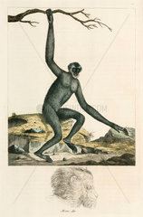 Gibbon  1776.