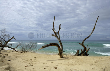 Speightstown  Barbados  Aeste eines abgestorbenen Baumes am Strand von Speightstown