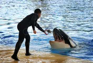 Puerto de la Cruz  Spanien  Mann fuettert einen Schwertwal im Loro Park