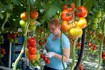 Kaarst  Deutschland  Eine Frau erntet Tomaten im Gewaechshaus