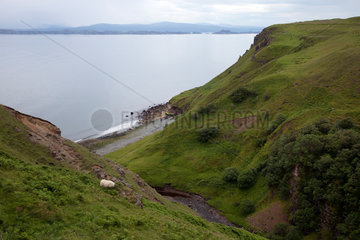 Staffin  Grossbritannien  Kuestenlandschaft mit Schaf auf der Isle of Skye