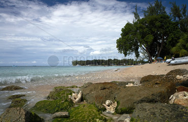 Holetown  Barbados  Korallen und Kalksteine liegenam Strand St. James Beach