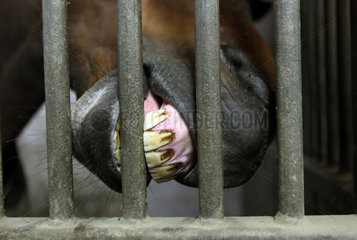 Berlin  Deutschland  Pferd schleift seine Zaehne an den Gitterstaeben seiner Box ab