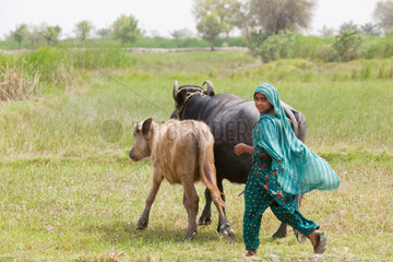 Hamzomahar  Pakistan  Maedchen huetet Vieh