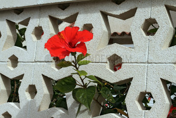Costa Adeje  Spanien  Blume waechst aus der Oeffnung einer Mauer heraus