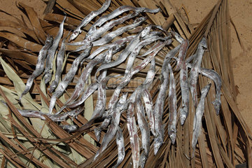 RR Colony  Indien  getrockneter Fisch