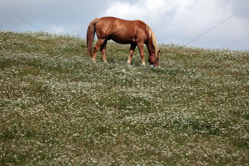 Goerlsdorf  Deutschland  ein Pferd grast auf einer bluehenden Weide