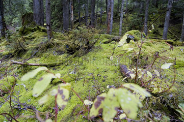 Field  Kanada  moosbewachsene Erde im Wald des Yoho-Nationalpark
