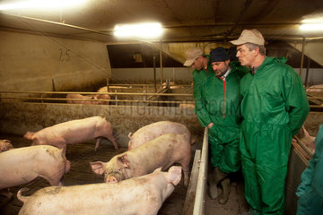 Borken  Deutschland  Minister Remmel  Buendnis 90/Die Gruenen  besucht einen Schweinemastbetrieb