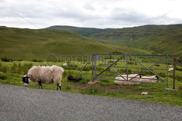 Bracadale  Grossbritannien  Schafe grasen an einer Strasse auf der Insel Skye in Schottland