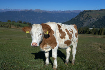 Compatsch  Italien  eine Kuh auf einer Weide der Seiser Alm