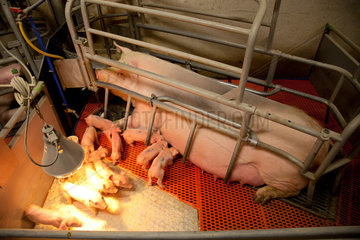 Borken  Deutschland  Aufzuchtstation in einem Schweinemastbetrieb
