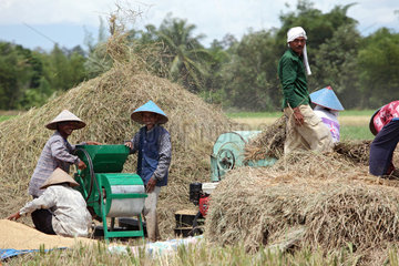 Pariaman  Indonesien  Bauern beim Dreschen von Reis
