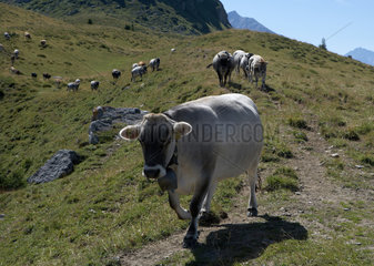 Jochalp  Schweiz  junge Kuehe laufen auf einem Wanderweg