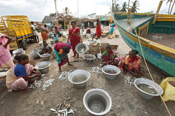 Annankoil  Indien  Frauen saeubern den frisch gefangenen Fisch