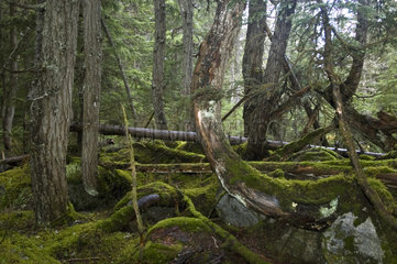 Field  Kanada  moosbewachsene Erde im Wald des Yoho-Nationalpark