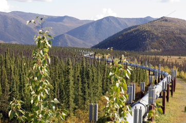 Bettles  USA  die Trans-Alaska-Pipeline neben dem Dalton Highway