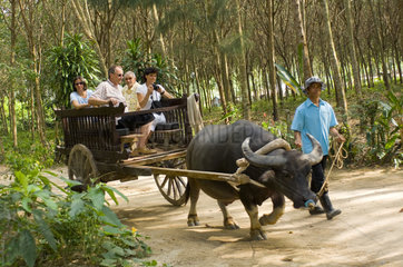 Phuket  Thailand  unterwegs mit dem Wasserbueffel
