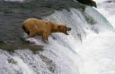 Alaska  USA  ein Braunbaer faengt einen Fisch
