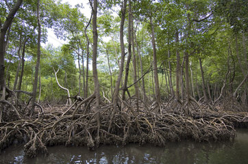 Sanchez  Dominikanische Republik  Mangrovenwald im Nationalpark Los Haitises