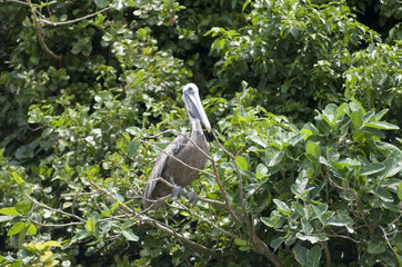 Sanchez  Dominikanische Republik  Pelikan im Nationalpark Los Haitises
